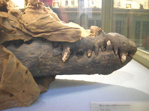 the head of a mummified crocodile
