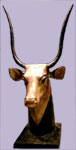 Golden Bull's head from Luxor copywright 2005 Daniel Speck FreeStockPhotos.com