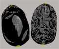 black scarab inscribed with the name of Senusert III