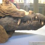 crocodile-mummy