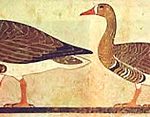 meidum-geese